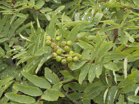 Sorbus matsumurana