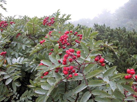 Sorbus matsumurana