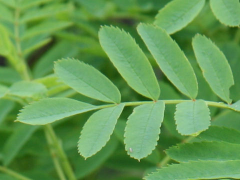 Sorbus matsumurana