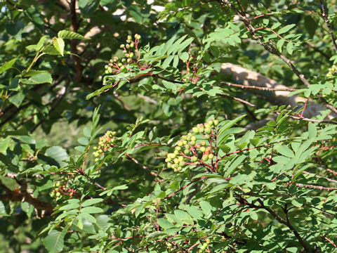 Sorbus matsumurana