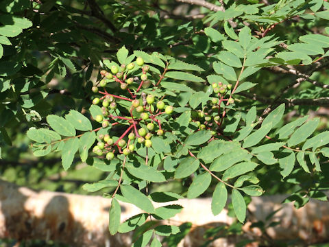 Sorbus matsumurana