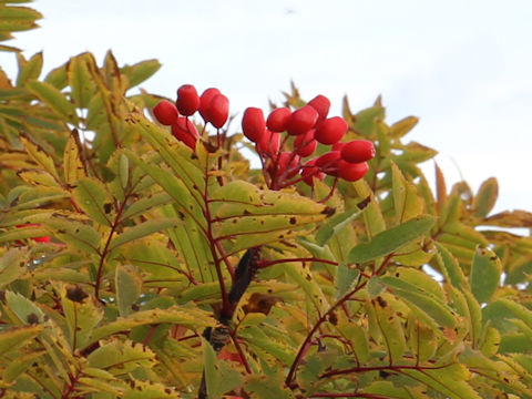 Sorbus matsumurana