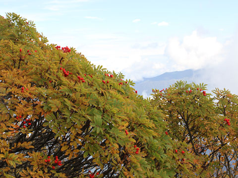 Sorbus matsumurana