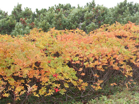 Sorbus matsumurana