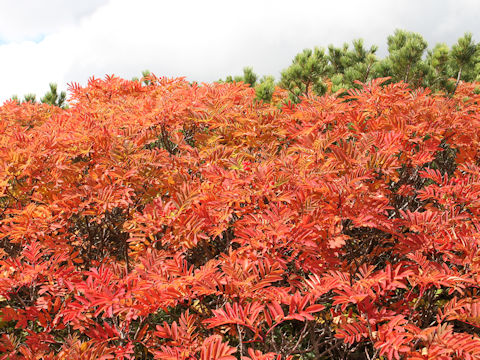 Sorbus matsumurana