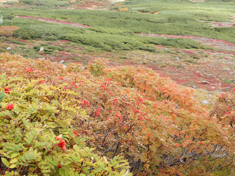 Sorbus matsumurana