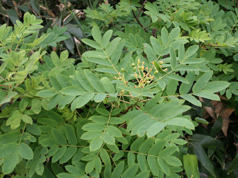 Sorbus matsumurana