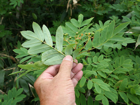 Sorbus matsumurana