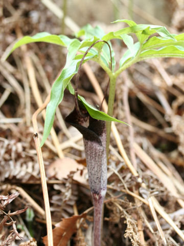 Arisaema thunbergii ssp. urashima