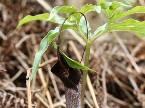 Arisaema thunbergii ssp. urashima