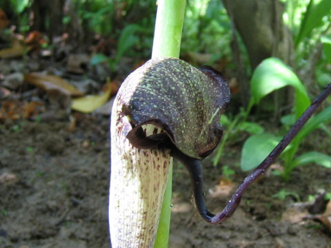 Arisaema thunbergii ssp. urashima