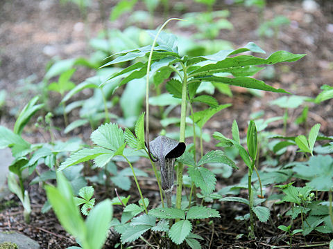 Arisaema thunbergii ssp. urashima