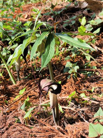 Arisaema thunbergii ssp. urashima