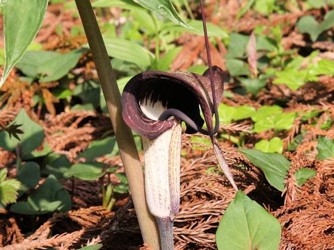 Arisaema thunbergii ssp. urashima