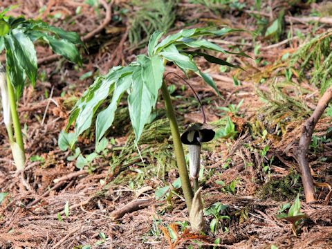 Arisaema thunbergii ssp. urashima