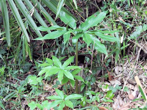 Arisaema thunbergii ssp. urashima