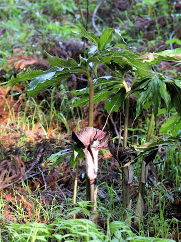 Arisaema thunbergii ssp. urashima