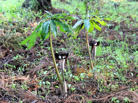 Arisaema thunbergii ssp. urashima