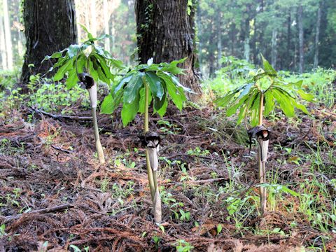 Arisaema thunbergii ssp. urashima