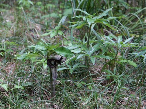 Arisaema thunbergii ssp. urashima