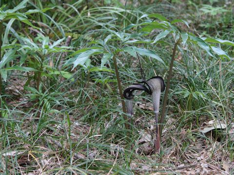 Arisaema thunbergii ssp. urashima