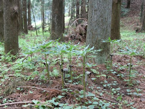 Arisaema thunbergii ssp. urashima