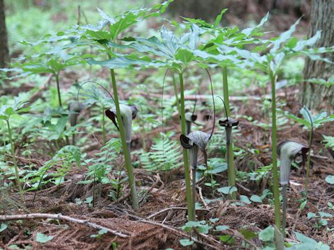 Arisaema thunbergii ssp. urashima