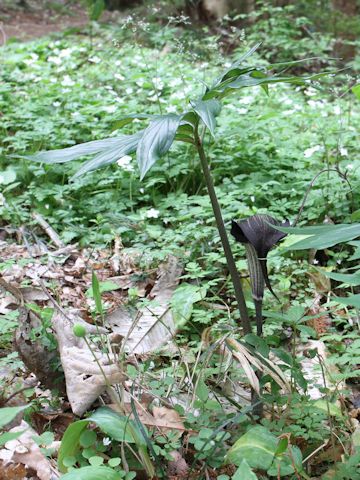 Arisaema thunbergii ssp. urashima