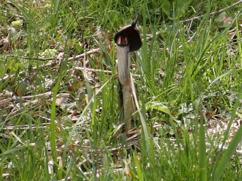 Arisaema thunbergii ssp. urashima