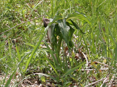 Arisaema thunbergii ssp. urashima