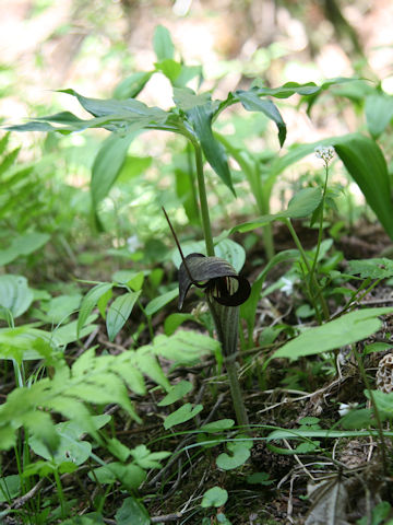 Arisaema thunbergii ssp. urashima