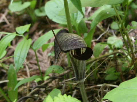 Arisaema thunbergii ssp. urashima