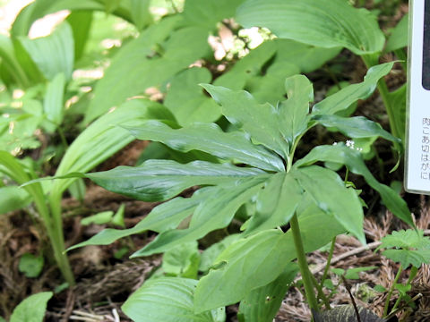 Arisaema thunbergii ssp. urashima