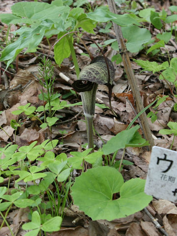 Arisaema thunbergii ssp. urashima