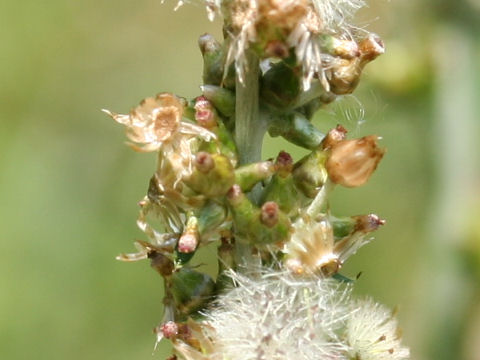 Gnaphalium spicatum