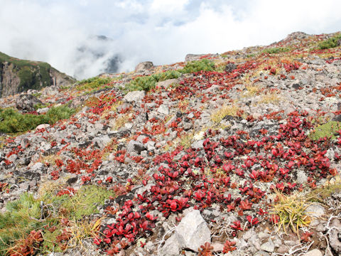 Arctous alpinus var. japonicus