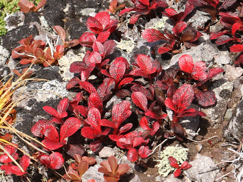 Arctous alpinus var. japonicus