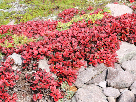 Arctous alpinus var. japonicus