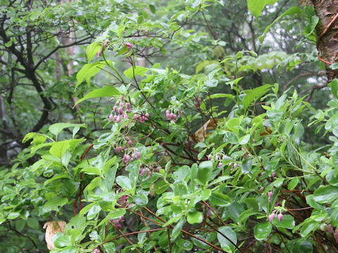 Menziesia multiflora