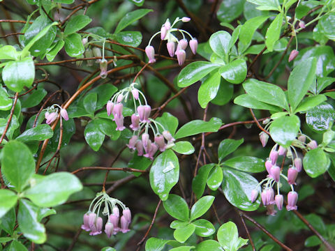 Menziesia multiflora