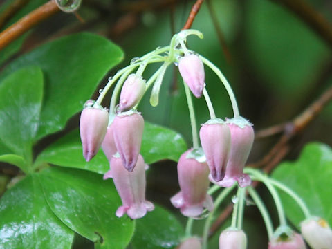 Menziesia multiflora