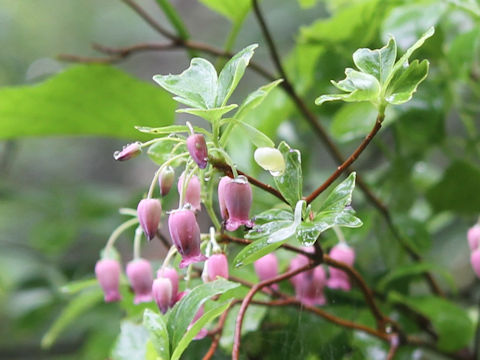 Menziesia multiflora