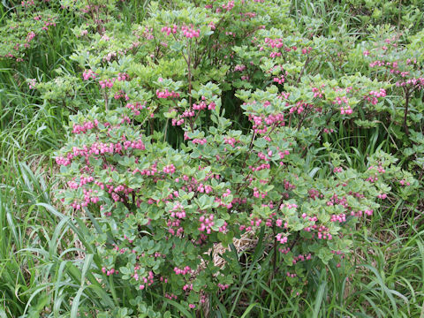 Menziesia multiflora