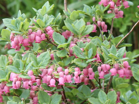 Menziesia multiflora