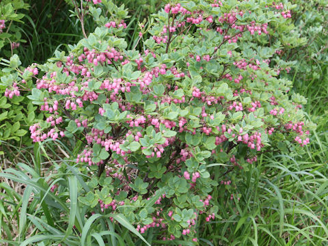 Menziesia multiflora