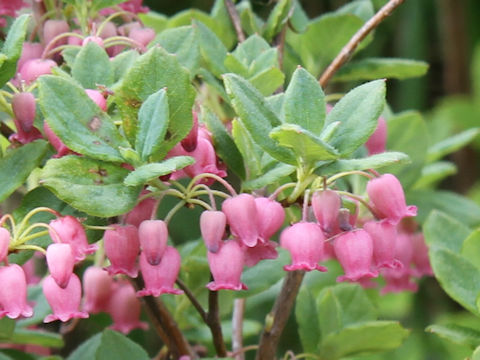 Menziesia multiflora
