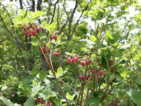 Menziesia multiflora