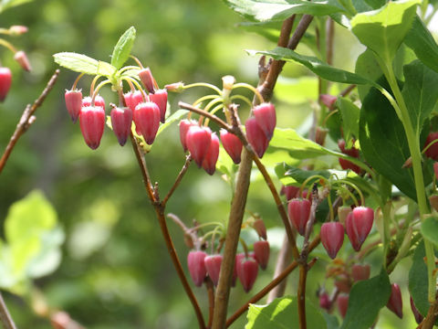 Menziesia multiflora