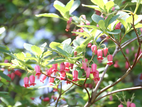 Menziesia multiflora