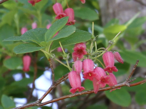 Menziesia multiflora